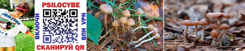 Псилоцибиновые грибы GOLDEN TEACHER  закладки  Шадринск 